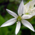 Aglio orsino - Allium ursinum