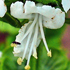 Basilico - Ocimum basilicum