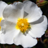 Cisto fiori bianchi - Cistus monspeliensis