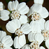 Achillea - Achillea millefolium