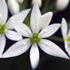 Aglio - Allium sativum