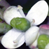 Agrifoglio - Ilex aquifolium