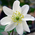 Anemone dei boschi - Anemone nemorosa