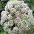 Angelica - Angelica archangelica