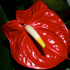 Anturio - Anthurium andraeanum