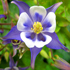 Aquilegia - Aquilegia vulgaris