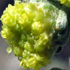 Assenzio maggiore - Artemisia absinthium