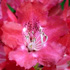 Azalea - Rhododendron