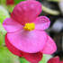 Begonietta - Begonia semperflorens