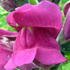 Bocca di leone - Antirrhinum majus