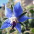 Borragine - Borago officinalis