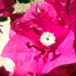 Bougainvillea - Bougainvillea glabra