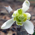 Bucaneve - Galanthus nivalis