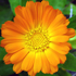 Calendula - Calendula officinalis