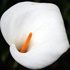 Calla - Zantedeschia aethiopica