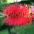 Callistemon - Callistemon comboynensis