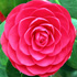 Camelia - Camellia japonica