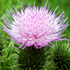 Cardo campestre - Cirsium arvense