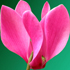 Ciclamino - Cyclamen persicum