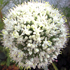 Cipolla - Allium cepa