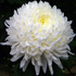 Crisantemo - Chrysanthemum