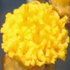 Elicriso - Helichrysum italicum