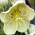 Elleboro fetido - Helleborus foetidus