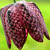 Fritillaria - Fritillaria meleagris