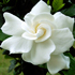 Gardenia