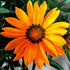 Gazania - Gazania splendens