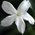 Gelsomino comune - Jasminum officinale