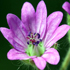 Geranio - Geranium molle