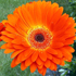 Gerbera - Gerbera jamesonii