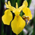 Giaggiolo acquatico - Iris pseudacorus
