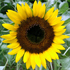 Girasole - Helianthus annuus