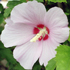 Ibisco - Hibiscus syriacus