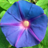 Ipomea - Ipomoea purpurea