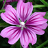 Malva - Malva sylvestris