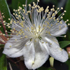 Mirto - Myrtus Communis