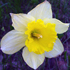 Narciso - Narcissus pseudonarcissus