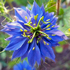 Nigella Damigella - Nigella damascena