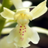 Orchidea - Orchis