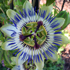 Passiflora - Passiflora caerulea