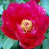 Peonia - Paeonia suffruticosa