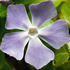 Pervinca - Vinca major