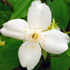 Petto d'angelo - Philadelphus coronarius