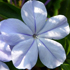 Plumbago - Plumbago capensis