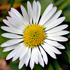 Pratolina - Bellis perennis