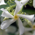 Rincospermo - Rhyncospermum jasminoides
