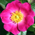 Rosa canina